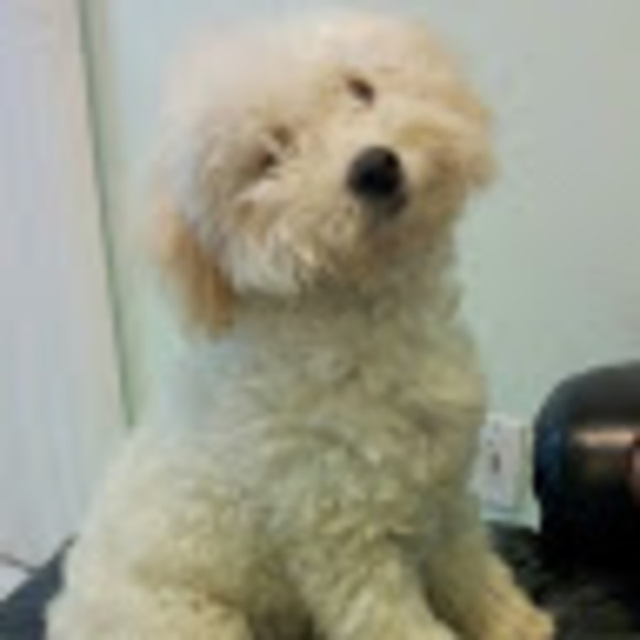 poodlejbdoodle